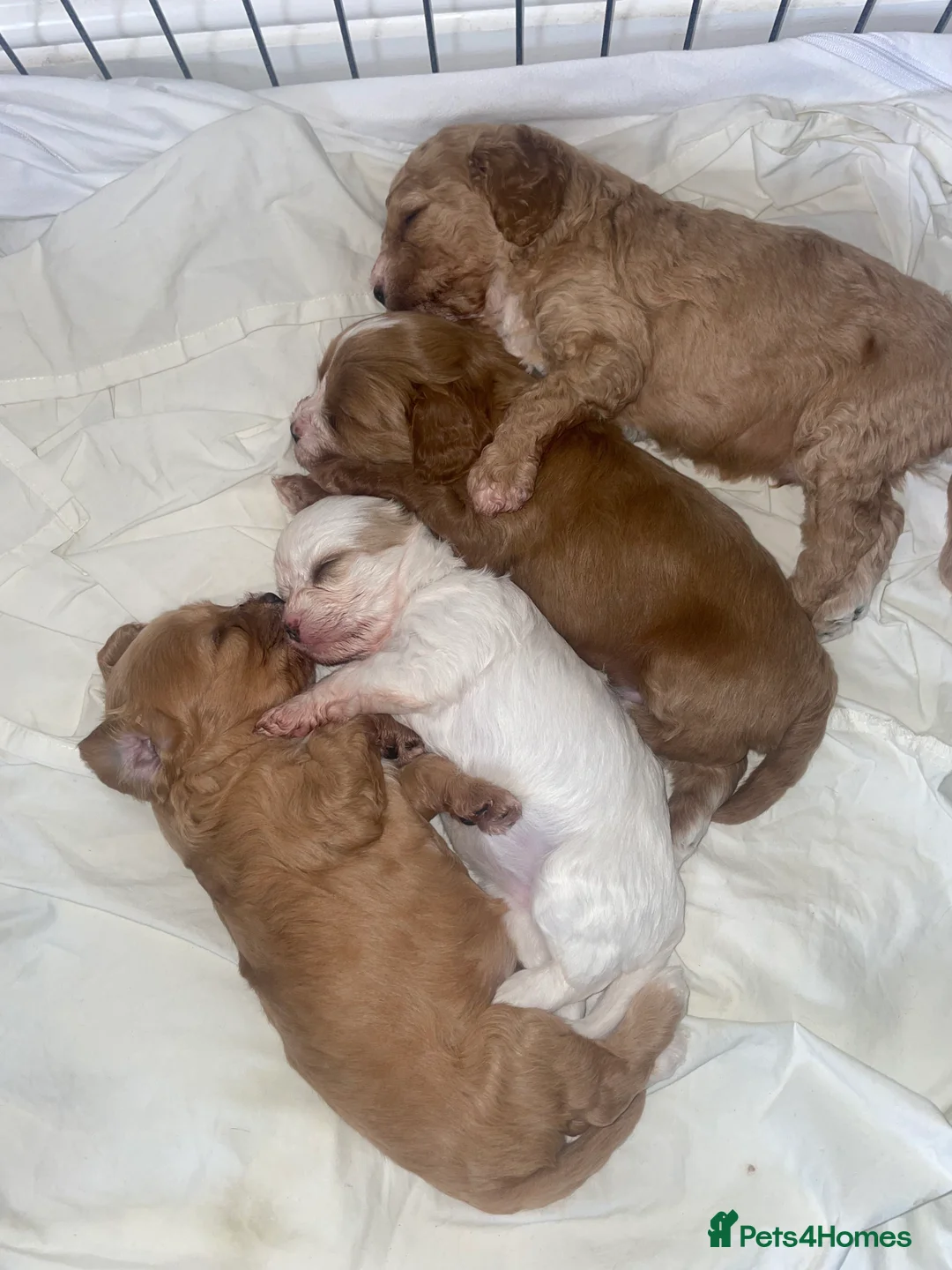 Cavapoo dogs for stud: Proven Toy Cavapoo Stud Extensively Health Checked in Preston - Advert 22