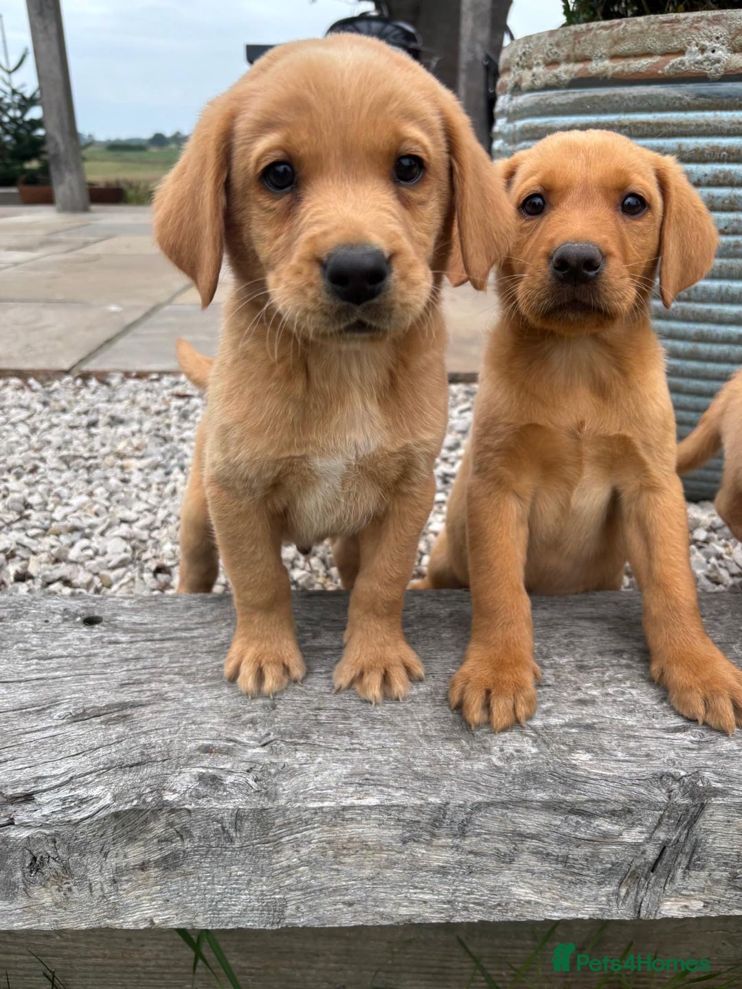 Goldador dogs for sale: GORGEOUS GOLDADORS  - Image 17