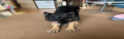 German Shepherd dogs for stud: Longhair German Shepparf for stud in Baldock - Advert 7