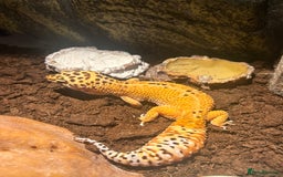 Leopard Gecko reptiles for sale: Leapord gecko, male - Image 1