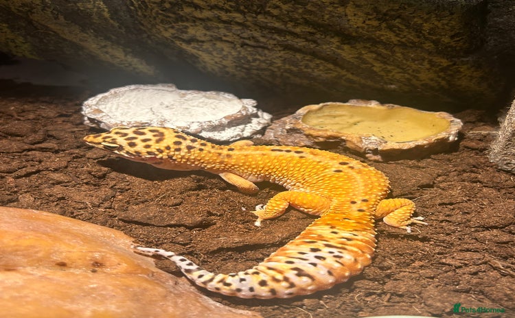 Leopard Gecko reptiles - Advert 1