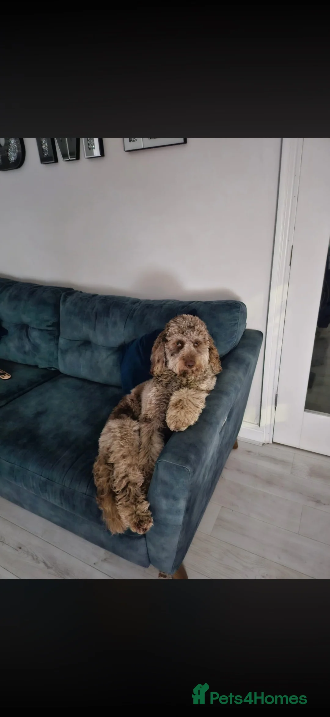 Cockapoo dogs for stud: Gary  in Sunderland - Advert 2