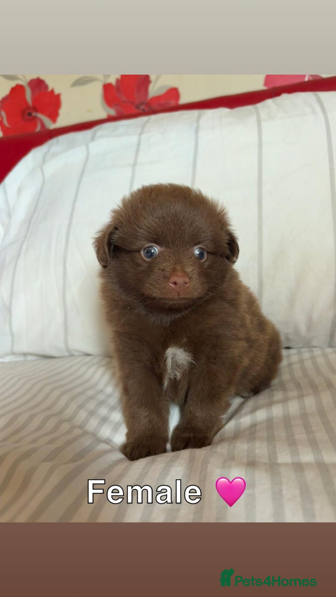Pomeranian dogs for sale: 3 STUNNING POMERANIANS 1 MALE 2 FEMALE  - Image 2