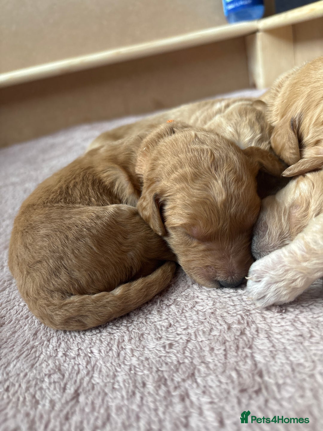 Double Doodle dogs for sale: 10 beautiful double doodles born on 24/08/2025 - Image 12