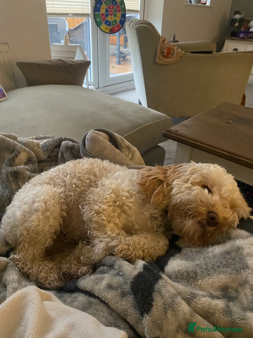 Cockapoo dogs for sale: Beautiful girl looking for her forever home - Advert 6