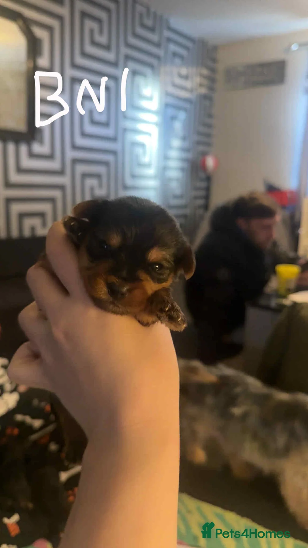 Yorkshire Terrier dogs for sale: Yorkshire puppies - Advert 9