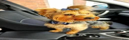 Yorkshire Terrier dogs for sale: 4 puppies left to sell - Advert 10