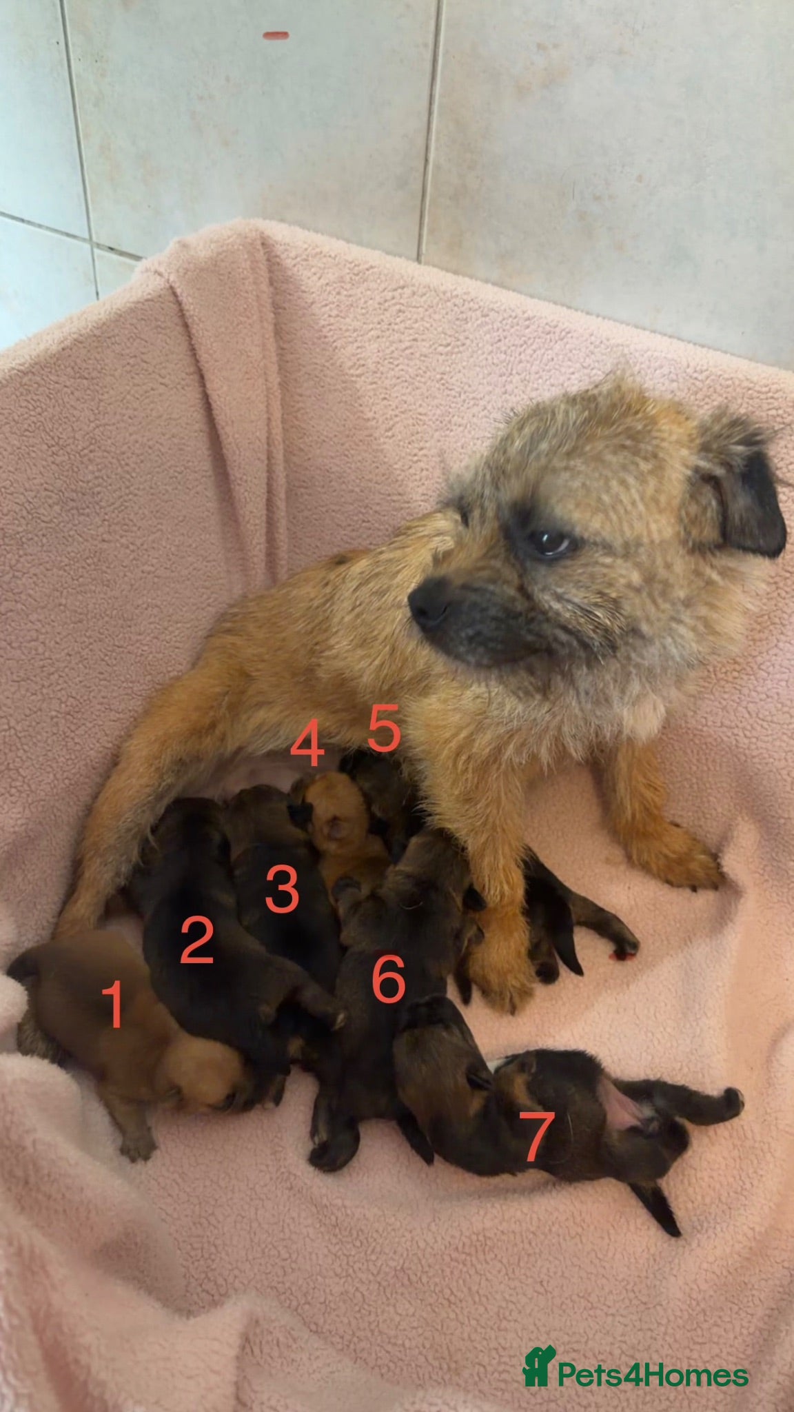 Border Terrier dogs K.C.registered border terriers - Advert 1