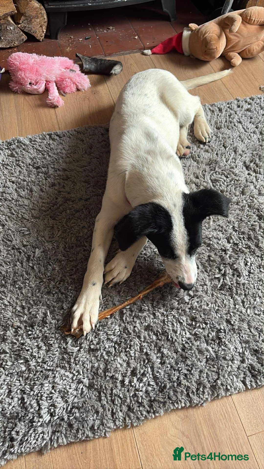 Mixed Breed dogs for adoption: Rupert Duffy, gorgeous 5 mth old Lab cross Pointer - Advert 2