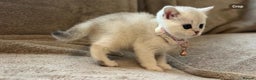 Scottish Fold cats for sale: Beautiful Scottish Straight Kittens - Advert 20