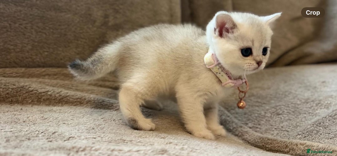 Scottish Fold cats for sale: Beautiful Scottish Straight Kittens - Advert 20