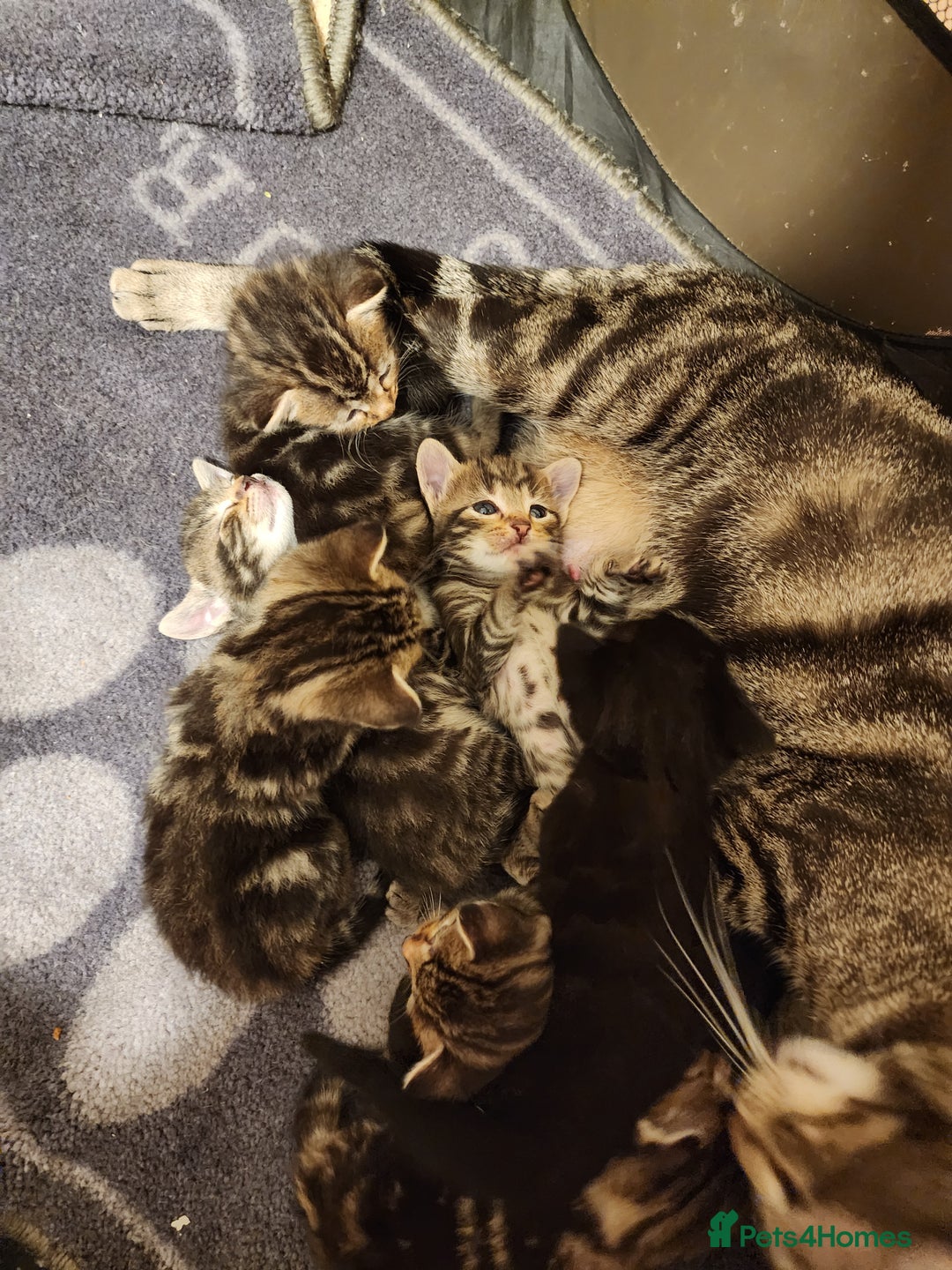 European cats for sale: 7 Lovely tabby kittens for sale - Image 21