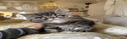 Exotic cats for sale: Exotic Persians - Advert 9