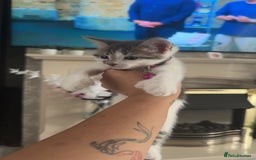 Mixed Breed cats for sale: Scar & Bella  - Image 4