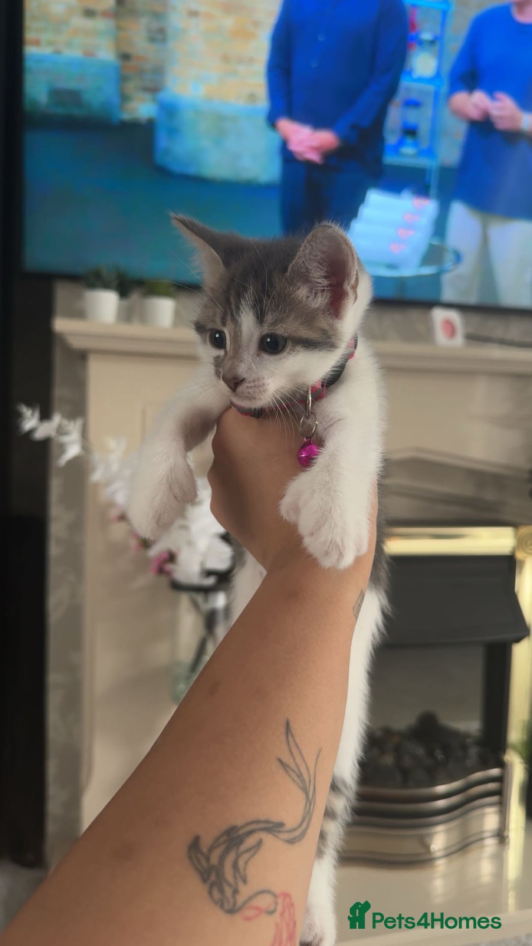 Mixed Breed cats for sale: Scar & Bella  - Image 4