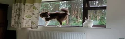 Border Collie dogs for sale: Intact Male Border Collie - KC Registered  - Advert 2