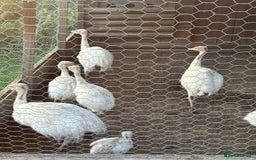 Emus poultry for sale: Rhea white feathered - Image 1