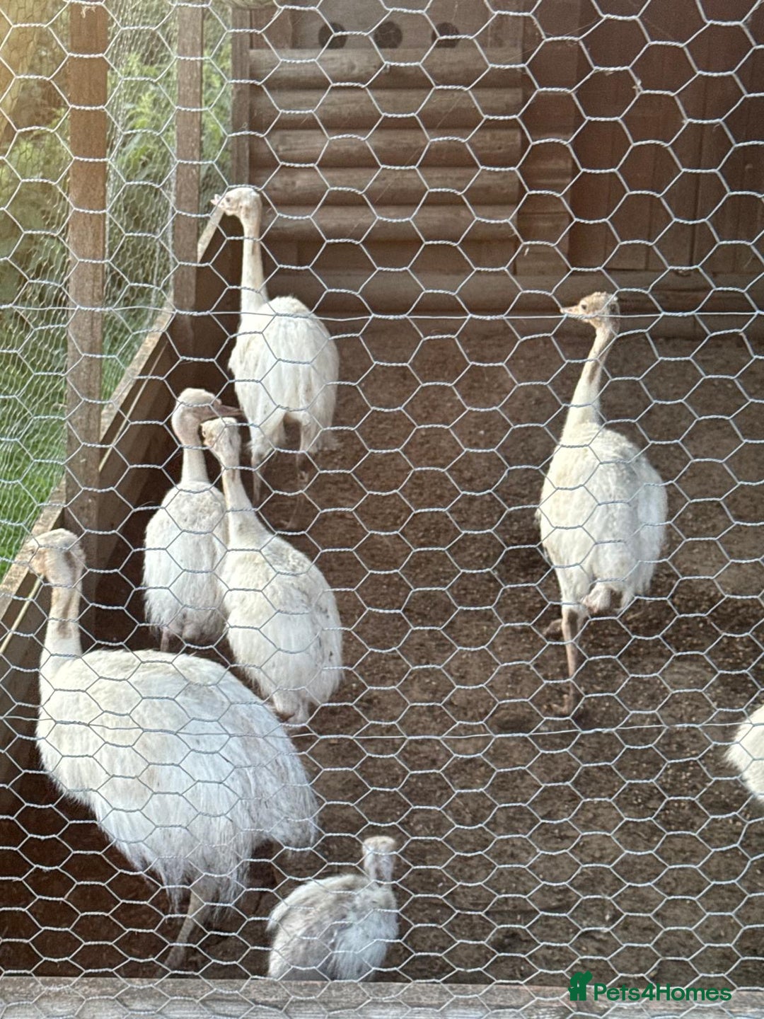 Emus poultry for sale: Rhea white feathered - Image 1