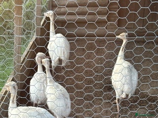 Emus poultry - Advert 11