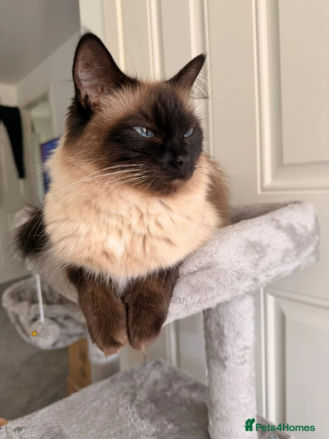 Ragdoll cats for sale: Stunning sealpoint female - Advert 2