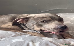 Mixed Breed dogs for sale: Female staffy - Image 3