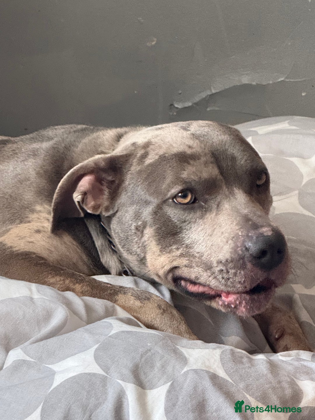Mixed Breed dogs for sale: Female staffy - Image 3