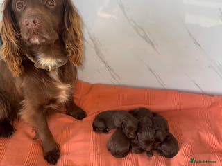 Sprocker dogs Chocolate Sprocker Spaniel Puppies - Advert 1