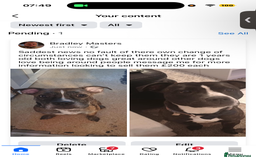 Mixed Breed dogs for sale: Male and female dogs - Image 2