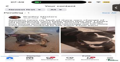 Mixed Breed dogs - Advert 5