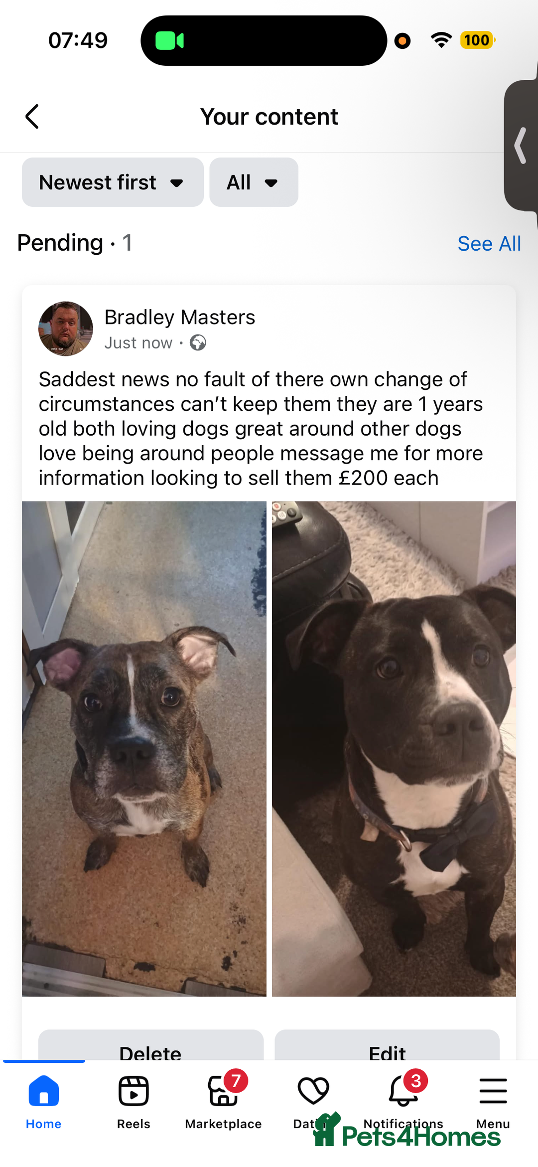 Mixed Breed dogs for sale: Male and female dogs - Image 2