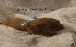 Cavalier King Charles Spaniel dogs for sale: Health tested Cavalier King Charles  - Image 23