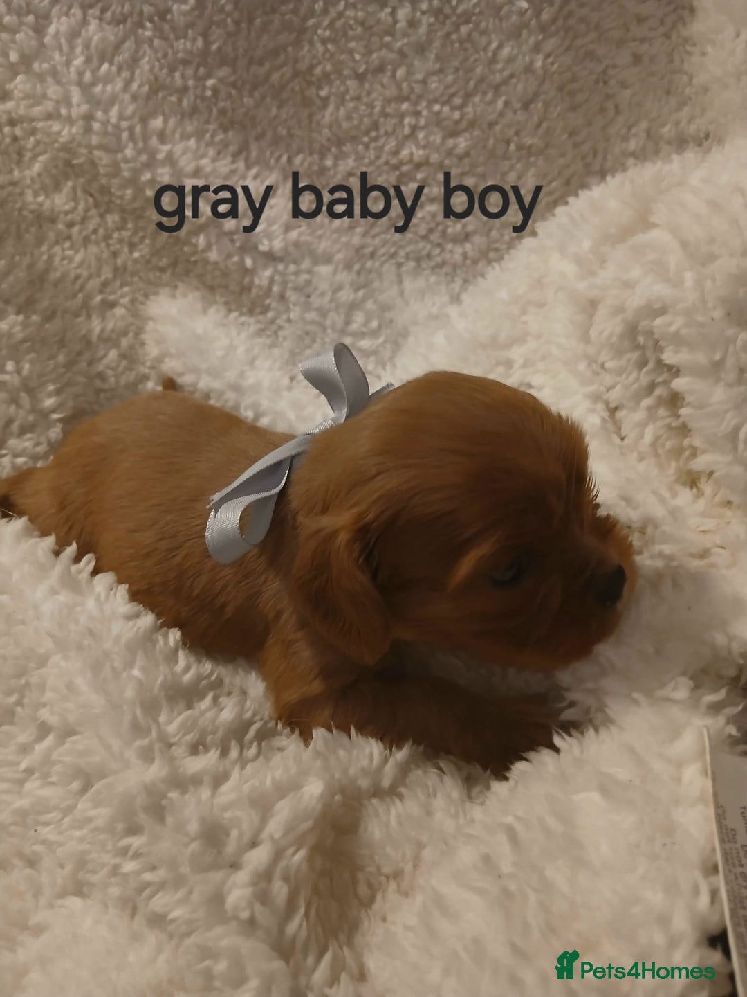 Cavalier King Charles Spaniel dogs for sale: Health tested Cavalier King Charles  - Image 23