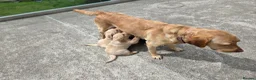 Labrador Retriever dogs for sale: 4 beautiful Labrador boys for family/work buddy in Aberaeron - Advert 7