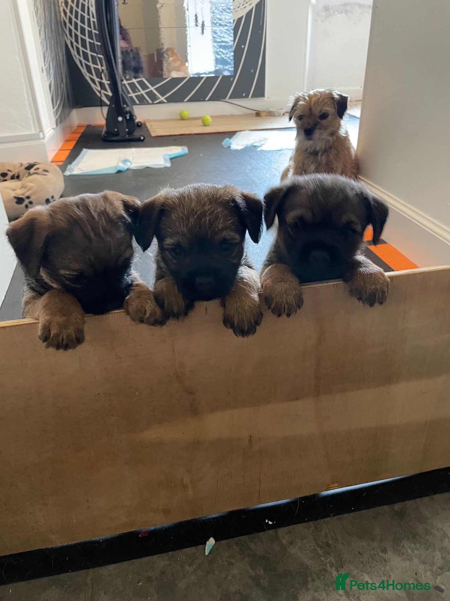 Border Terrier dogs Border Terrier Puppies - Advert 10