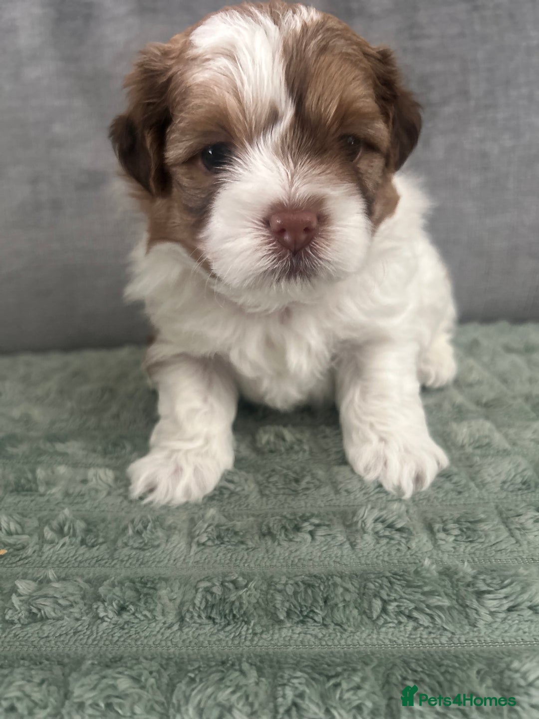 Shihpoo dogs for sale: Beautiful Red and White Parti Shipoo Girls  - Image 2