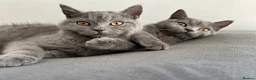 British Shorthair cats for sale: pure pedigreeBritish shorthairs kittens - Advert 15