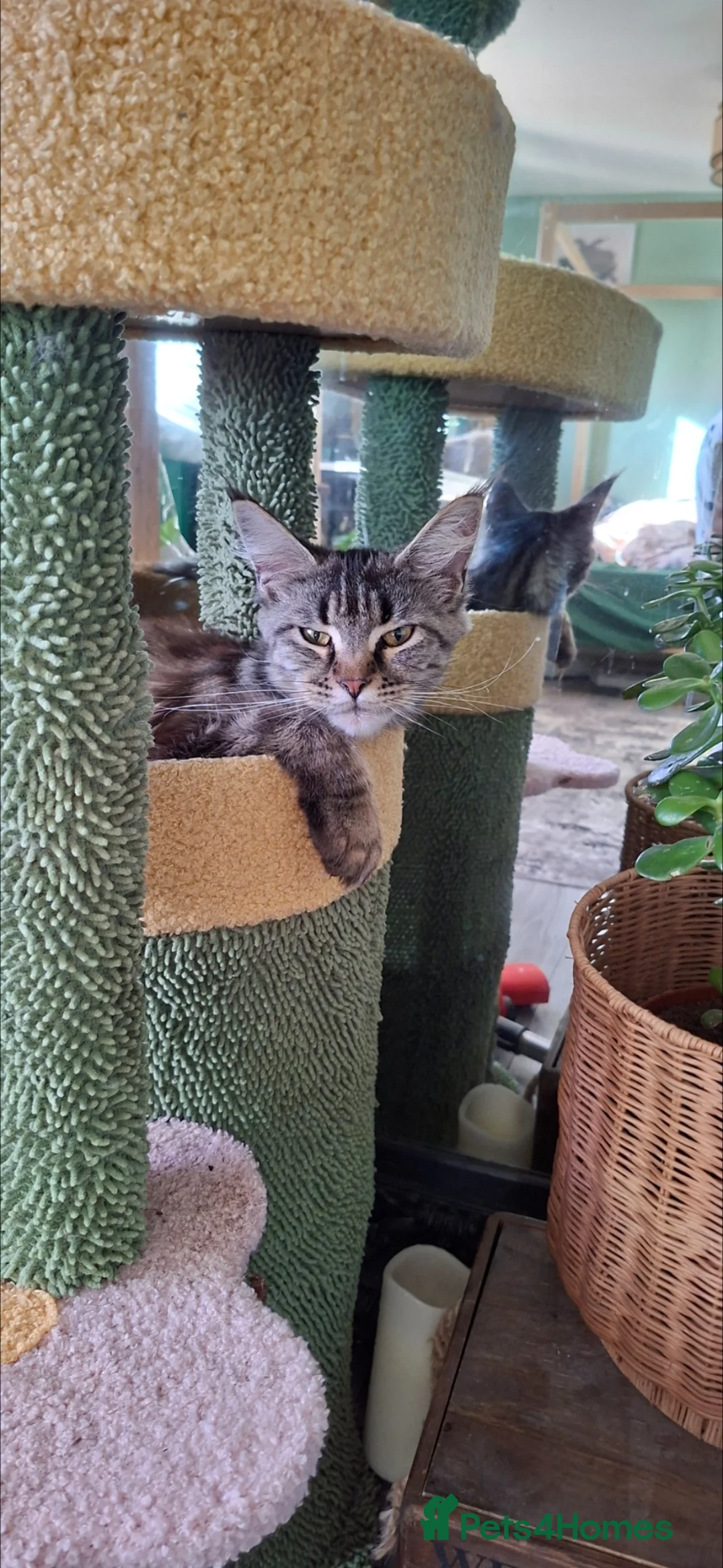 Maine Coon cats for sale: Beautiful female maincoon - Advert 3