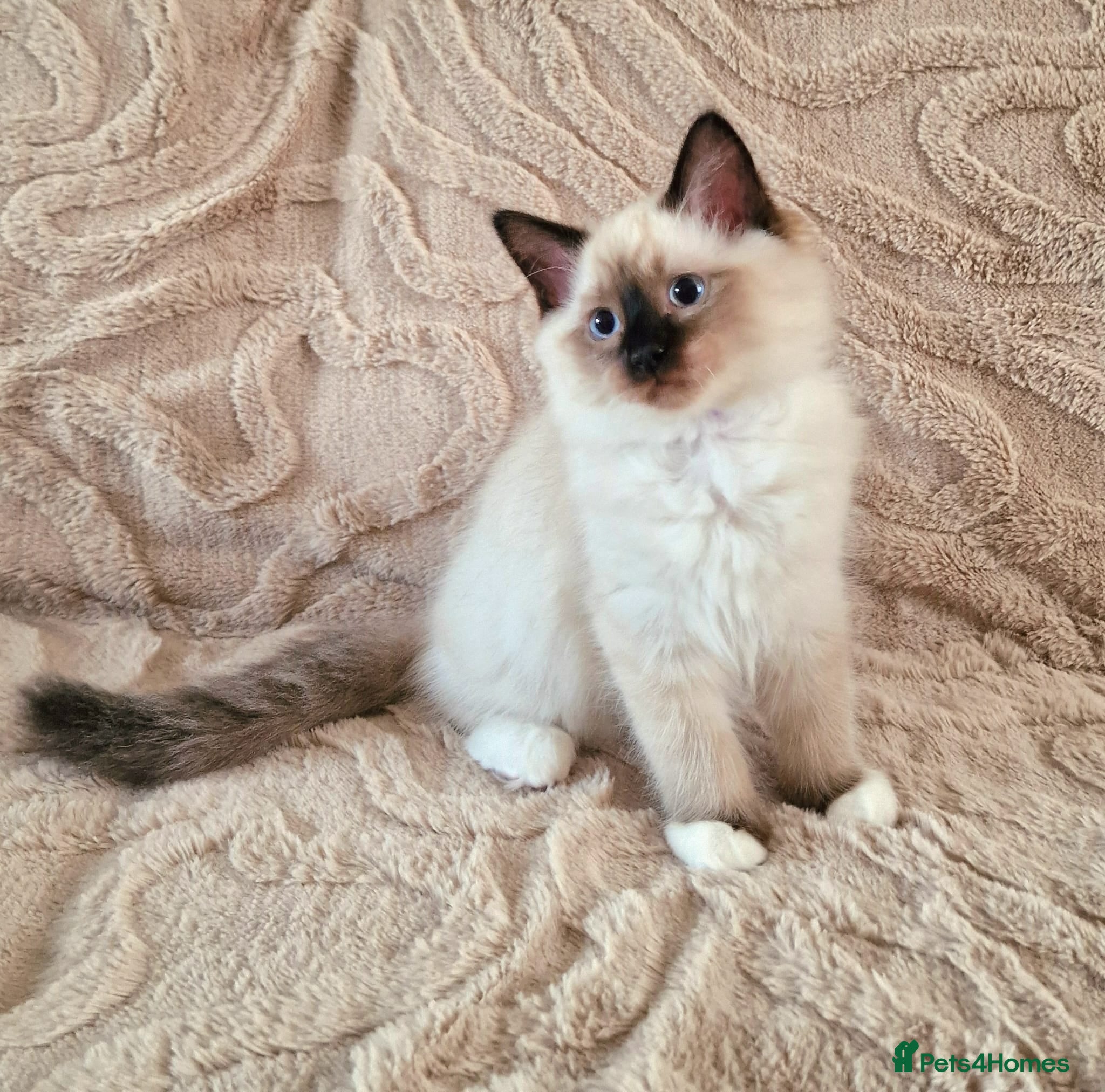 Ragdoll cats 2 Beautiful Ragdoll Kittens - Advert 1