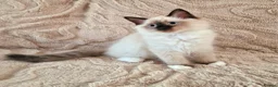 Ragdoll cats for sale: 2 Beautiful Ragdoll Kittens - Advert 1
