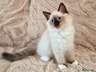 Ragdoll cats 2 Beautiful Ragdoll Kittens - Advert 16