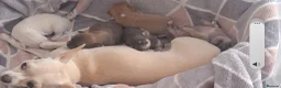Chihuahua dogs for sale: Ready to love, gorgeous chihuahua puppies - Advert 9