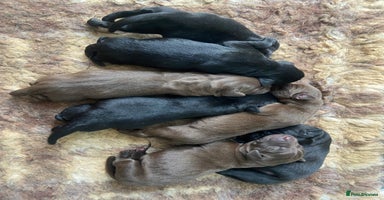 Labrador Retriever dogs - Advert 14