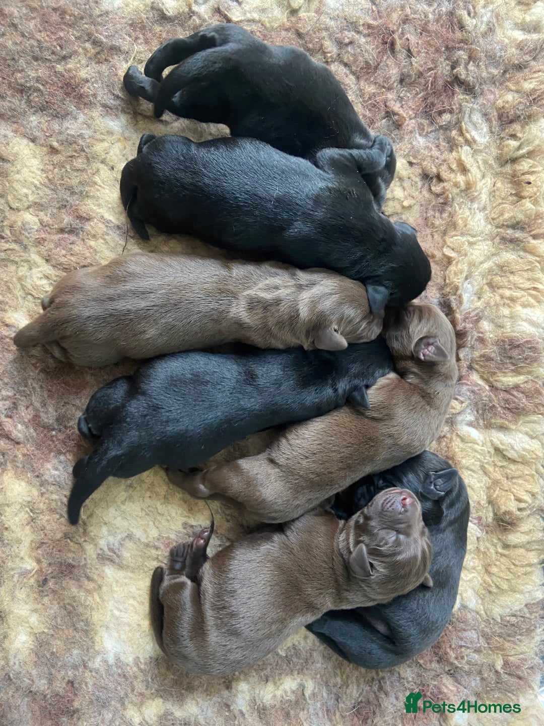 Labrador Retriever dogs for sale: KC registered Labrador pups ready October  - Image 4