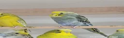 Budgerigars birds for sale: Budgies in London  - Advert 12