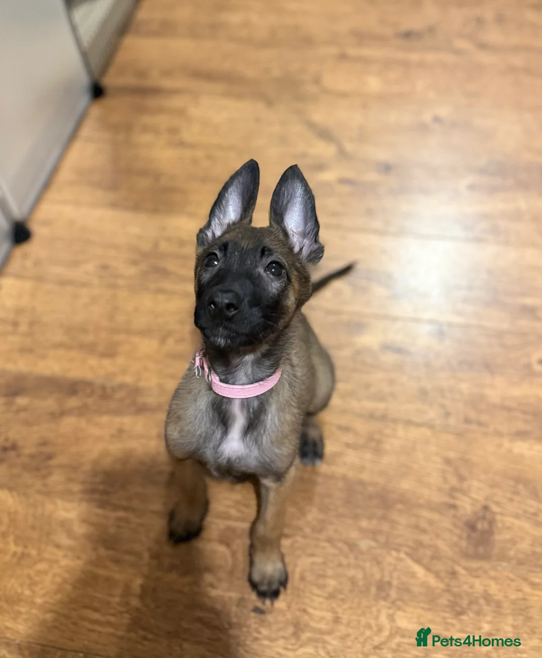 Belgian Shepherd Dog dogs for sale: TOP QUALITY Belgian Malinois Puppies - Advert 18