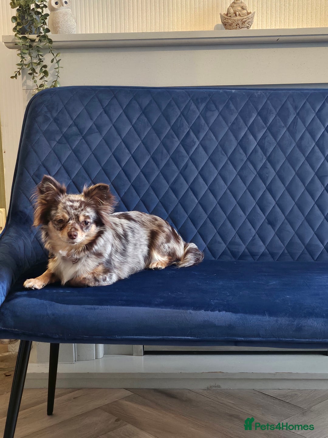 Chihuahua dogs for sale: Chihuahua Females - Merle - Image 17