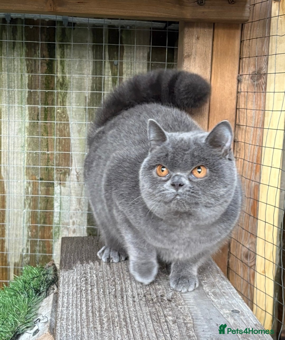 British Shorthair cats for sale: Blue girl available  - Advert 5