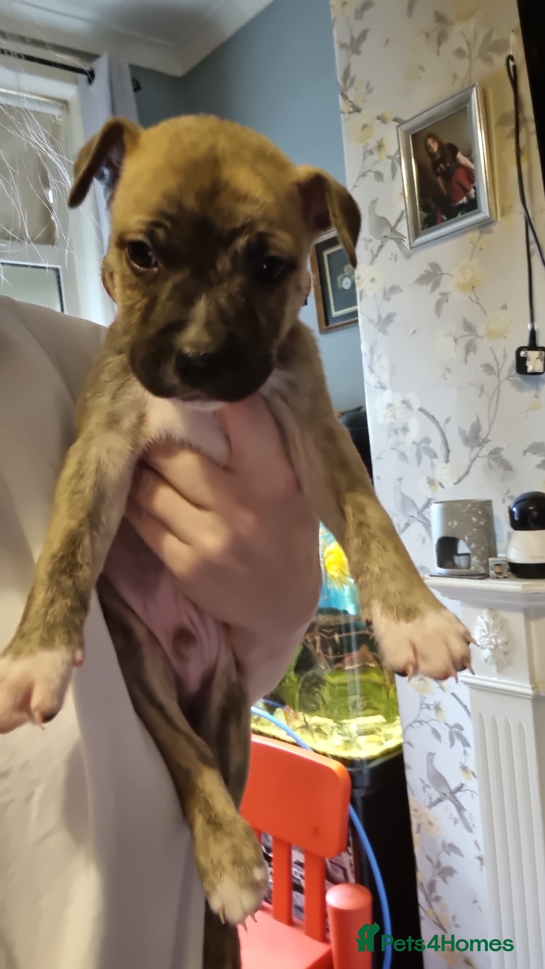 Mixed Breed dogs for sale: 3 boys left! Staff x Puppies  - Image 7