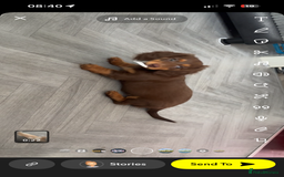 Dachshund dogs for sale: REDUCED ready for her new home  in Cardiff - Image 8