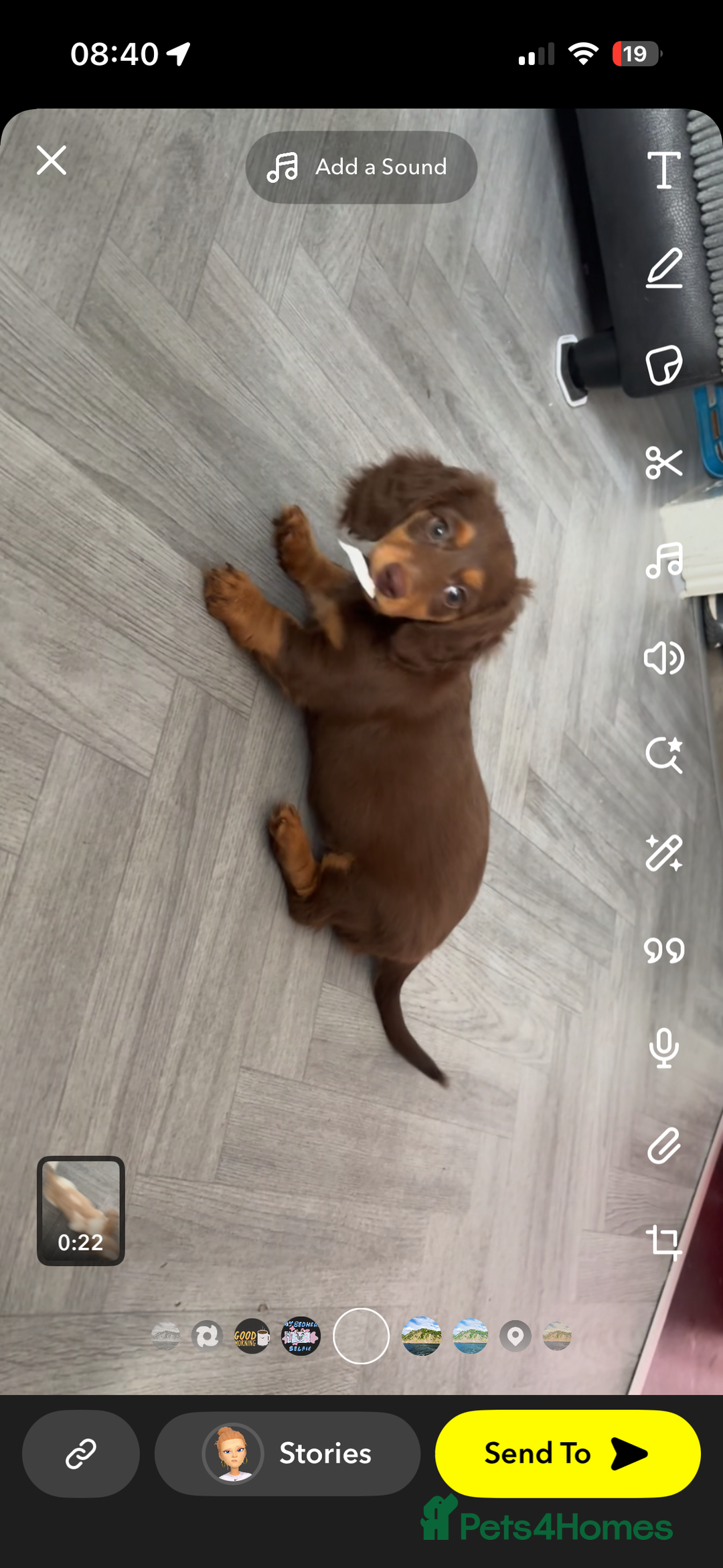 Dachshund dogs for sale: REDUCED ready for her new home  in Cardiff - Image 8